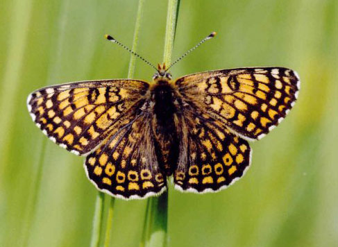 Glanville Fritillary - Butterfly species | PEPLIS JISHEBI | პეპლის ჯიშები